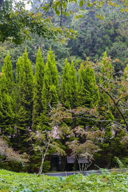 Foto prachtig boslandschap van het alishan national forest area in chiyahi taiwan