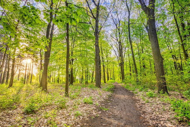 Prachtig bospad panorama landschap met felle zon schijnt door bomen. Rustig uitzicht