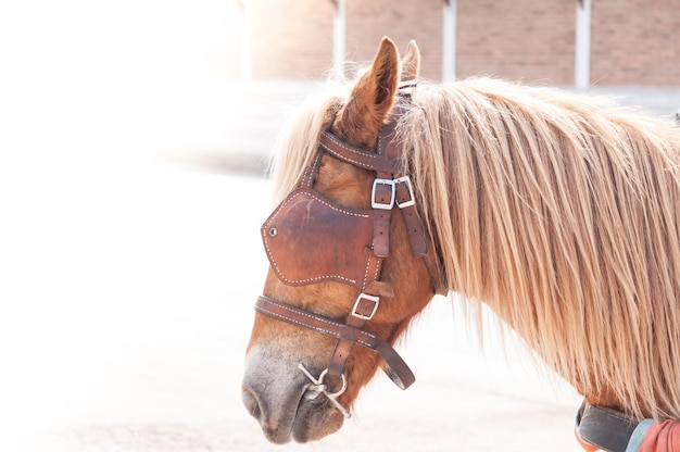 Prachtig bruin door paarden gedomesticeerd dier dat door mensen wordt gebruikt als transport Zomerdag