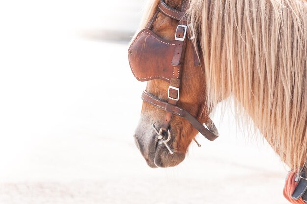 Prachtig bruin door paarden gedomesticeerd dier dat door mensen wordt gebruikt als transport Zomerdag