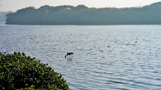 Prachtig BTM of Madiwala-meer van Bangalore in de ochtend met heldere lucht Beste plek voor ontspanning voor Bengalen