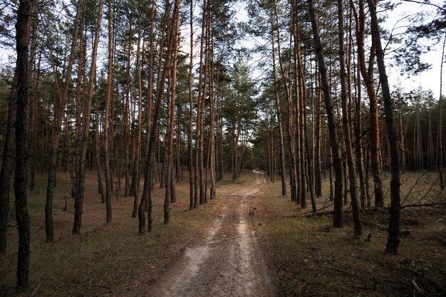 Prachtig dennenbos en de weg door het bos