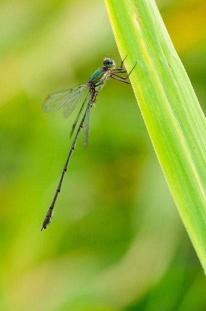 Prachtig detail van Lestes sponsa libel