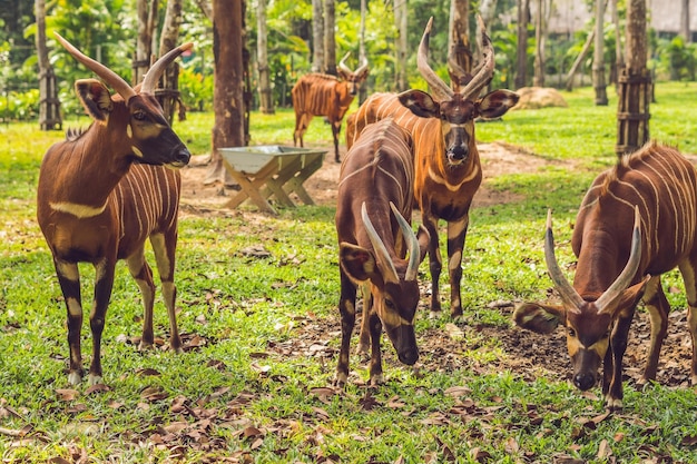 Prachtig dier - grote oostelijke bongo-antilope, uiterst zeldzaam dier