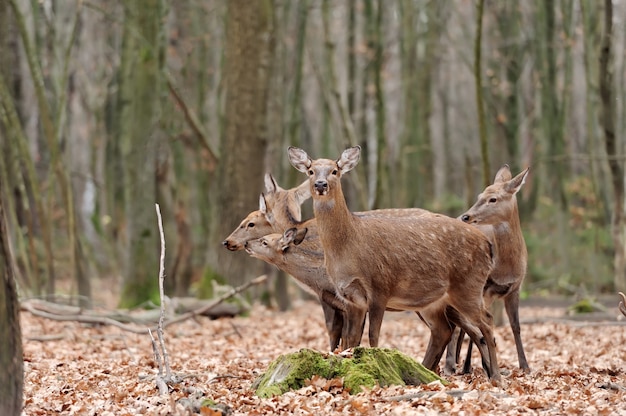 Prachtig edelhert in het bos