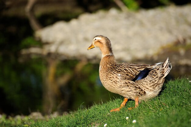 Prachtig eend dier in het wild Animal