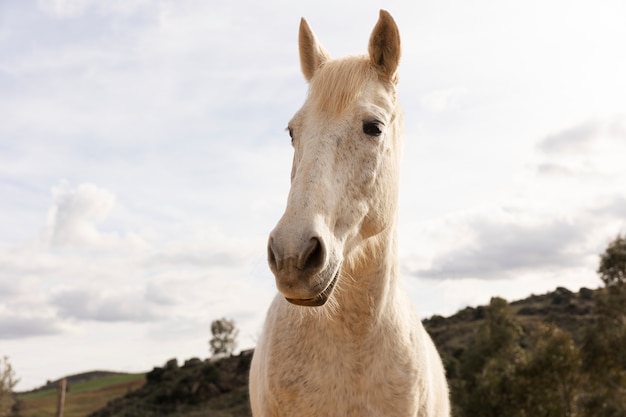 Foto prachtig eenhoornpaard in de natuur