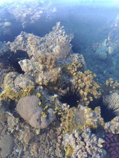 Prachtig en divers koraalrif met vissen en zee-egels van de Rode Zee in Egypte die onderwater schieten Soft focus Selectieve focus