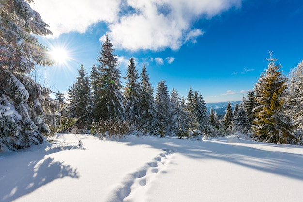 Prachtig en schilderachtig landschap van platgetreden winterpaden op een besneeuwde heuvel begroeid