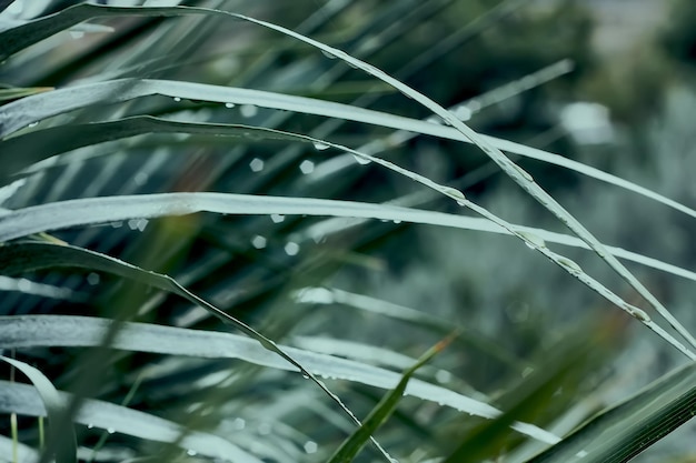 Foto prachtig gebladerte in donkergroene kleur druppeltjes water op tropisch palmblad