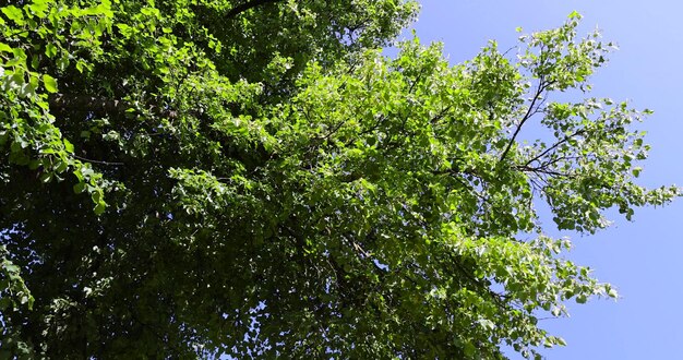 prachtig gebladerte van de lindenboom met groen gebladerte