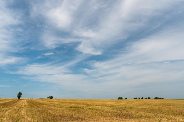 Prachtig geel en goud veld tegen de blauwe lucht Het oogstseizoen van tarwe en andere gewassen Landbouw op een ecologisch schone plaats Natuurbehang