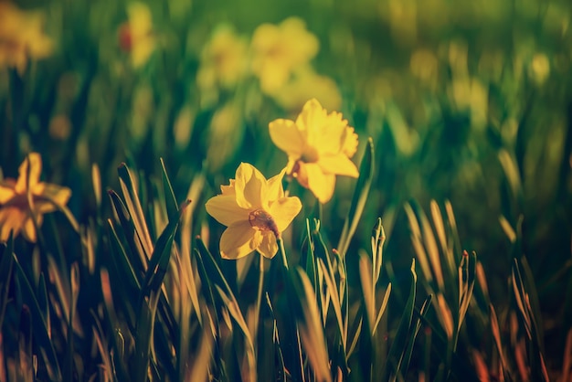 Prachtig geel narcissenveld in de lente