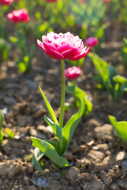 Prachtig gekleurde tulpenvelden in het voorjaar bij zonsondergang Kleurrijke tulpen in het park Lentelandschap