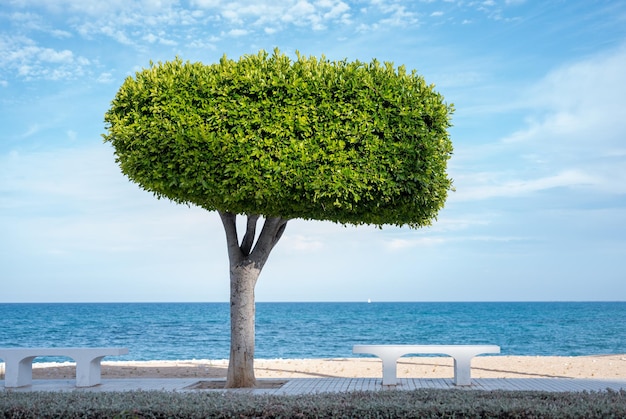 Prachtig gevormde groene boom staande tussen witte bankjes met op de achtergrond een zee en blauwe lucht