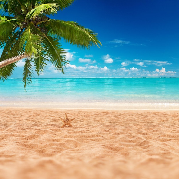 Prachtig geweldig eilandstrand met zandzeesterren en palmbomen met uitzicht op de oceaan Zomervakanties