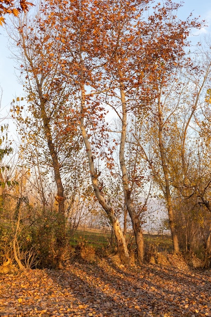 Prachtig gouden gebladerte van bomen in het winterseizoen