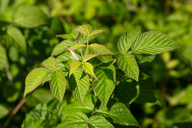 Prachtig groen blad aan frambozen in de natuur