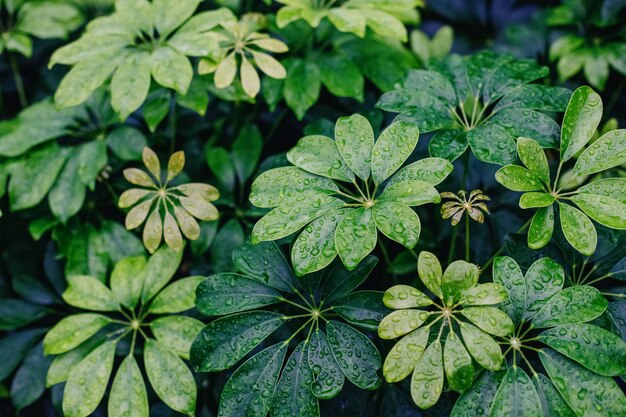 Prachtig groen blad met waterdruppels