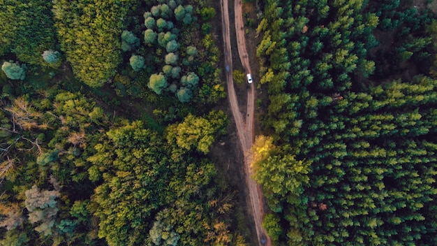 Prachtig groen bos in een landelijk landschap