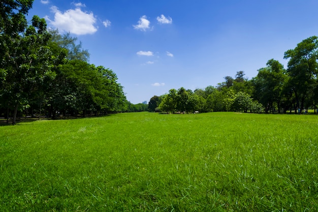 prachtig groen gras in het park