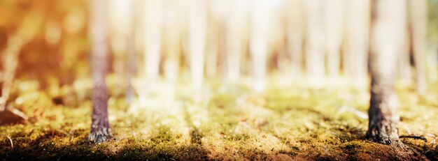 Prachtig groen landschap panorama Bos natuur achtergrond