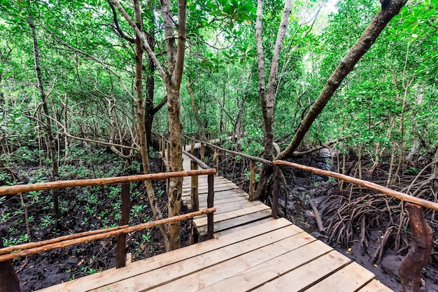 Prachtig groen mangrovebos met houten pad binnen in zanzibar, afrika