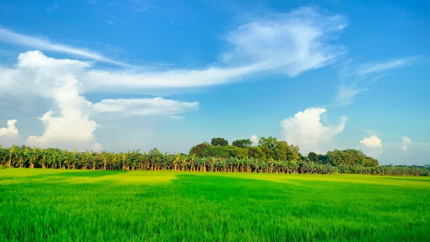 Prachtig groen natuurlijk beeld