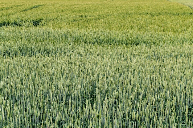 Foto prachtig groen tarweveld. landbouw.