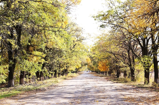 Prachtig herfst park