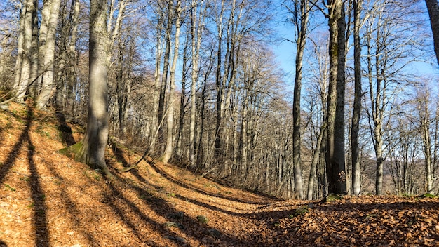 Prachtig herfstbos. Krasnaja Polyana, Rusland.