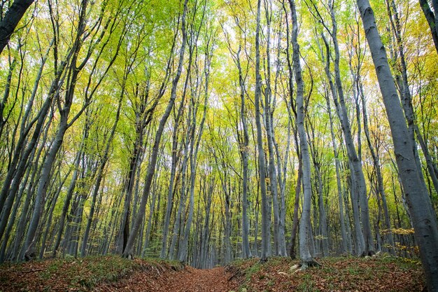 Prachtig herfstbos met kleurrijke bladeren