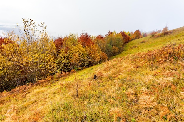 Prachtig herfstboslandschap met geel gebladerte op bomen en groene sparren in de verte prachtige onweerswolken