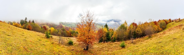 Prachtig herfstboslandschap met geel gebladerte op bomen en groene sparren in de verte prachtige onweerswolken