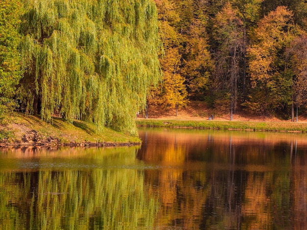 Prachtig herfstlandschap met een grote spreidende wilg aan het water. tsaritsyno, moskou.