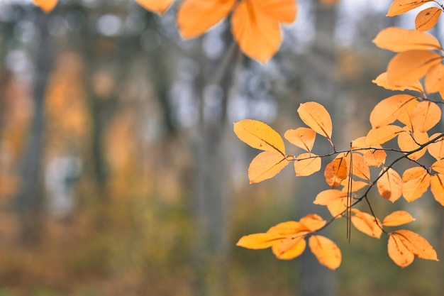 Prachtig herfstlandschap met gele bomen en zon. Kleurrijk gebladerte in het park. Vallende bladeren