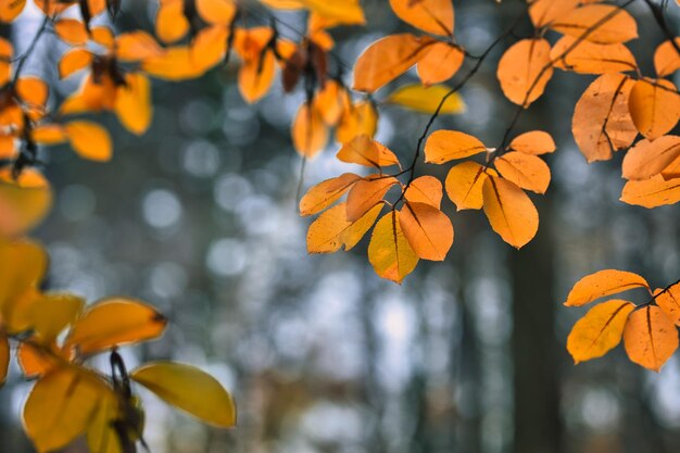 Prachtig herfstlandschap met gele bomen en zon. Kleurrijk gebladerte in het park. Vallende bladeren