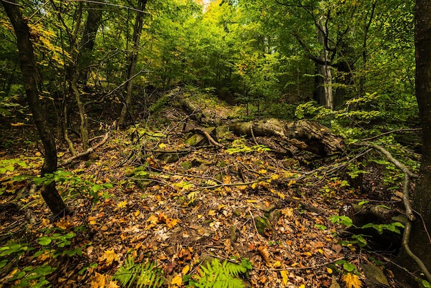 Prachtig herfstlandschap met gevallen droge rode esdoornbladeren bos en groene bomen