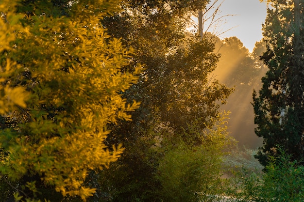 Prachtig herfstlandschap met gouden bomen vallen natuurlijke buiten reizen achtergrond