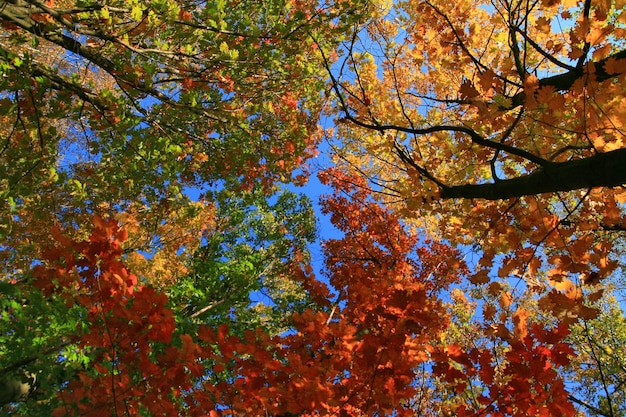 Prachtig herfstlandschap met herfstbos