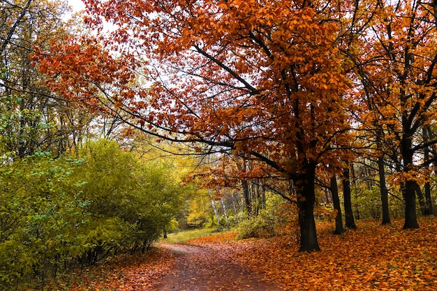 Prachtig herfstlandschap met kleurrijke bomen in openbaar park