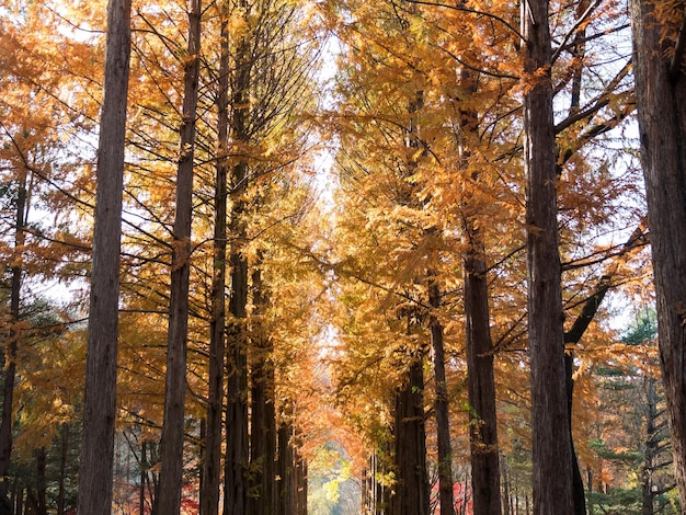 Prachtig herfstlandschap van Nami Island in Zuid-Korea