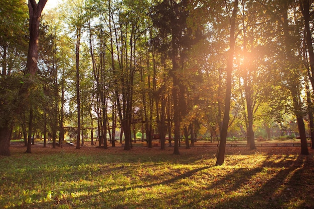 Prachtig herfstpark. Bos in de herfst.