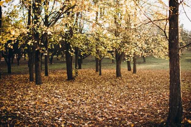 Prachtig herfstpark met de gele bomen bij zonnig weer