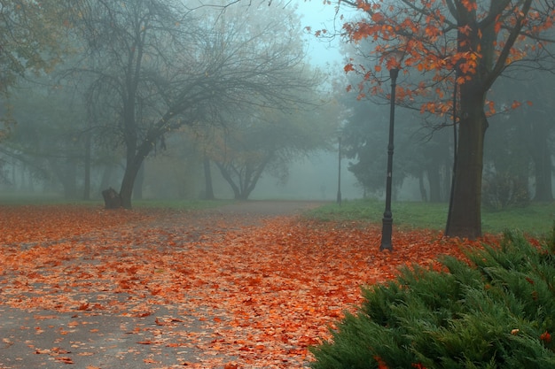 Prachtig herfstpark met mist