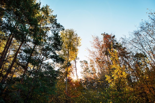 Prachtig herfstparkbos in de herfst