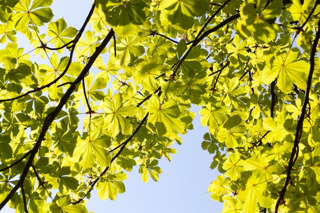 Prachtig kastanjegroen blad na knopbreuk in het voorjaar