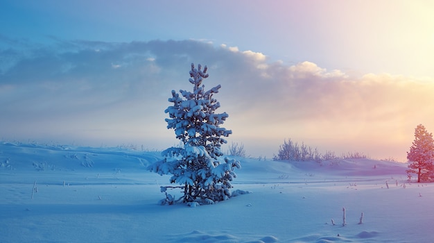 Prachtig kerstlandschapÃ± winterlandschap met de duinen van het dennenbos aan zee