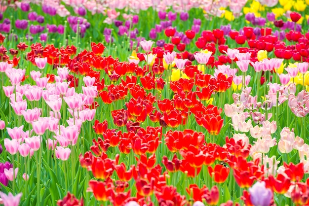 Prachtig kleurrijk bloembed van tulpen in het park
