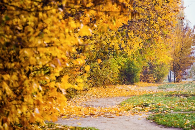 Prachtig kleurrijk herfstlandschap Herfstlandschap met kleurrijk bos Mistig herfstlandschap herfst kale bomen met herfst gevallen bladeren in het park in dichte mist Europa Amerika Azië